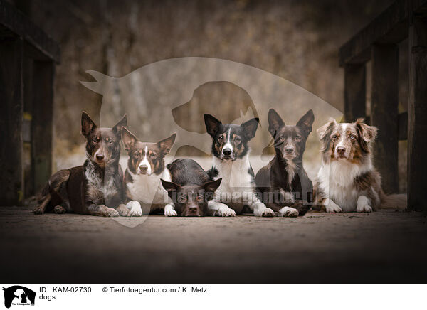 dogs / KAM-02730
