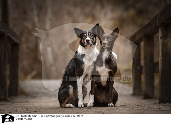 Border Collie / KAM-02732