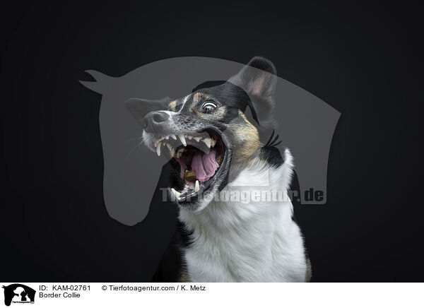 Border Collie / Border Collie / KAM-02761