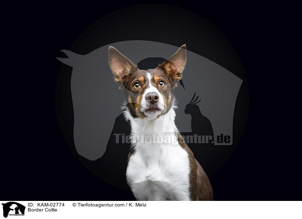 Border Collie / Border Collie / KAM-02774