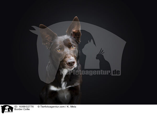 Border Collie / Border Collie / KAM-02776