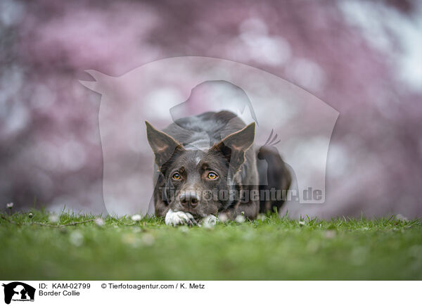 Border Collie / Border Collie / KAM-02799