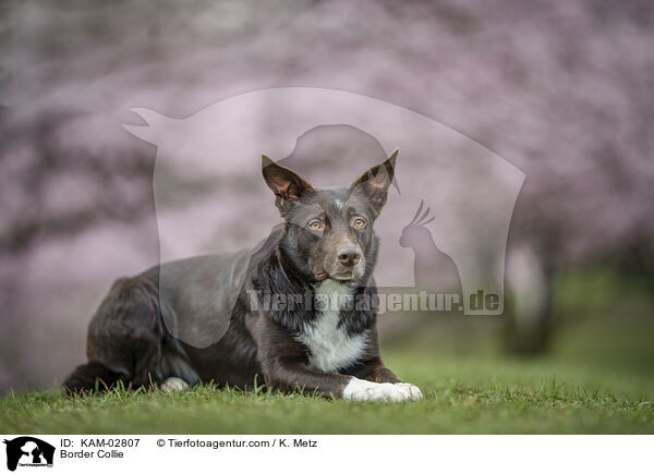Border Collie / Border Collie / KAM-02807
