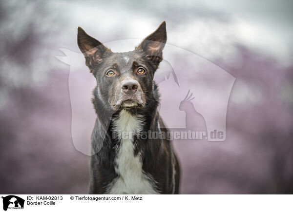 Border Collie / Border Collie / KAM-02813