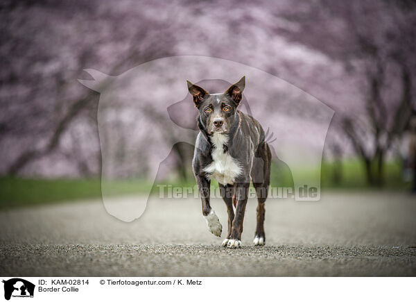 Border Collie / Border Collie / KAM-02814