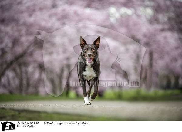 Border Collie / Border Collie / KAM-02816