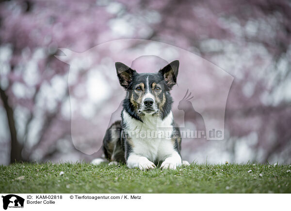 Border Collie / Border Collie / KAM-02818