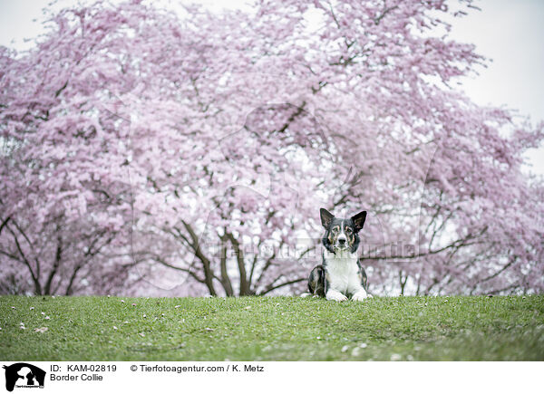 Border Collie / Border Collie / KAM-02819