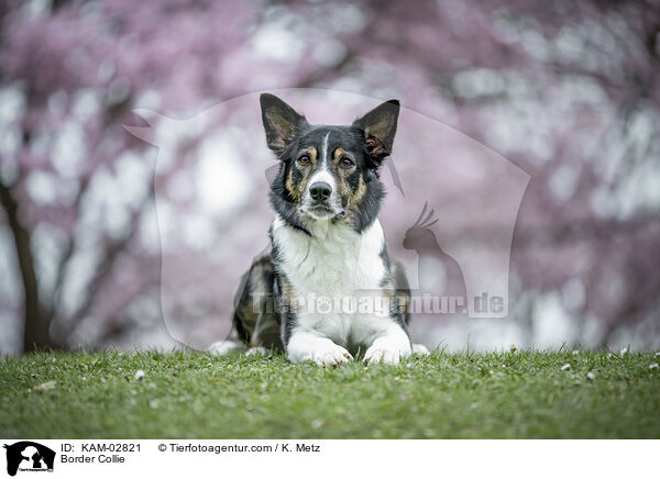 Border Collie / Border Collie / KAM-02821
