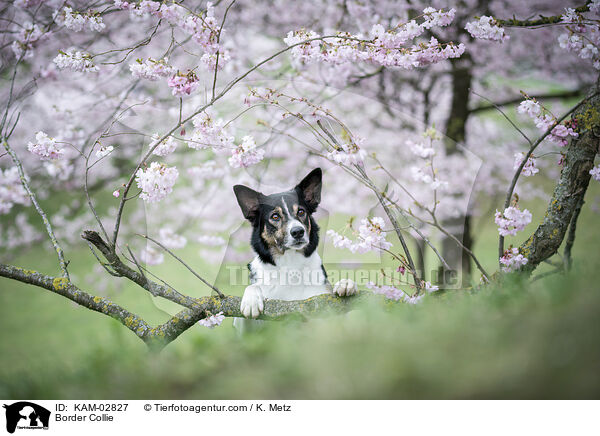 Border Collie / Border Collie / KAM-02827