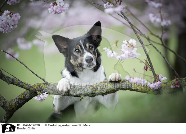 Border Collie / Border Collie / KAM-02828