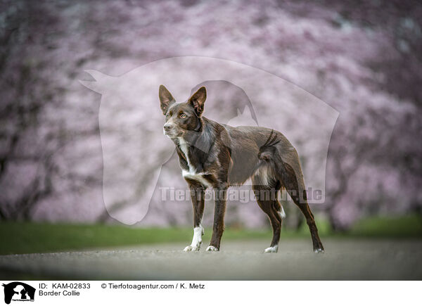Border Collie / Border Collie / KAM-02833