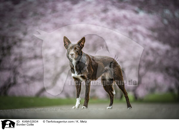 Border Collie / Border Collie / KAM-02834