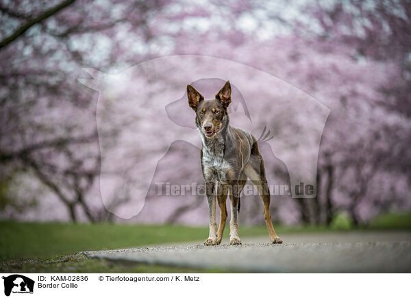 Border Collie / Border Collie / KAM-02836