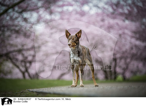 Border Collie / Border Collie / KAM-02837