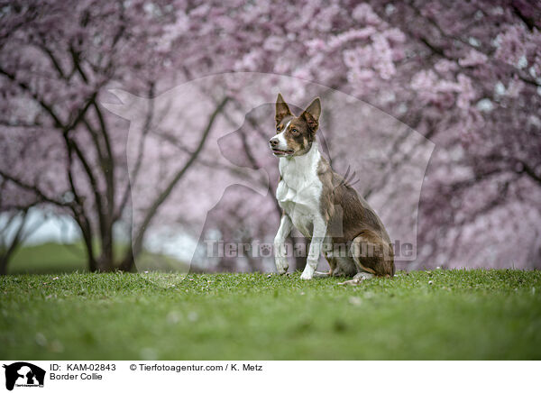 Border Collie / Border Collie / KAM-02843
