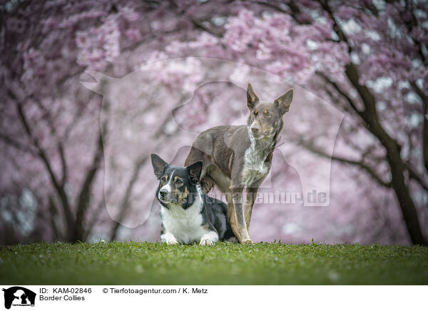 Border Collies / Border Collies / KAM-02846