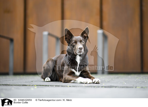 Border Collie / Border Collie / KAM-02859