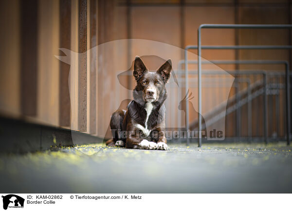 Border Collie / Border Collie / KAM-02862