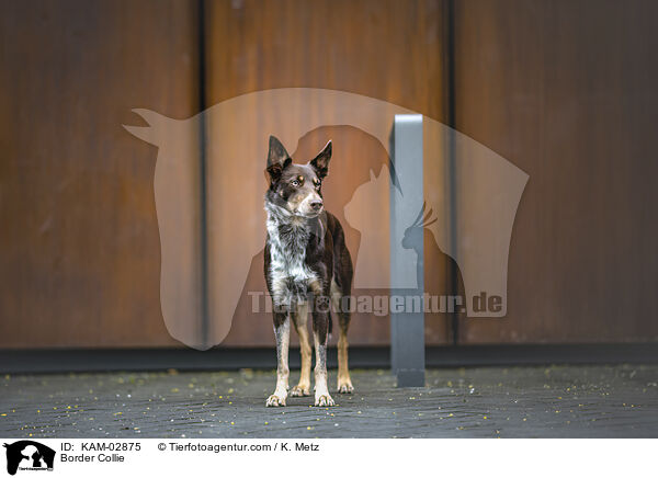 Border Collie / Border Collie / KAM-02875