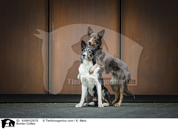 Border Collies / Border Collies / KAM-02876