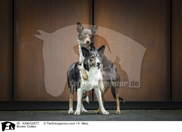 Border Collies / Border Collies / KAM-02877