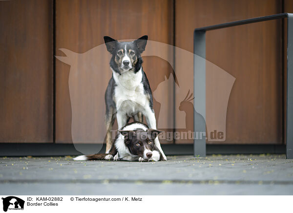 Border Collies / Border Collies / KAM-02882