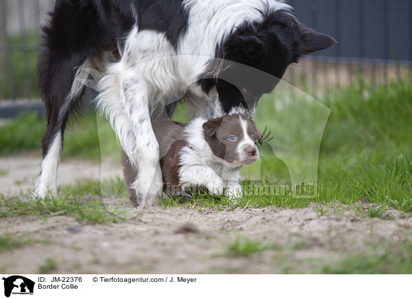 Border Collie / Border Collie / JM-22376