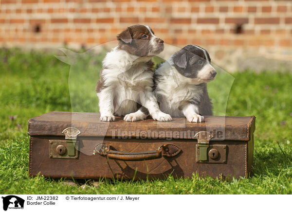 Border Collie / Border Collie / JM-22382