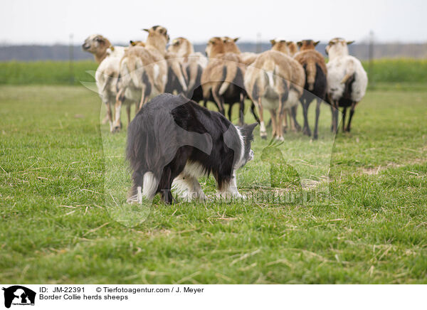 Border Collie htet Schafe / Border Collie herds sheeps / JM-22391