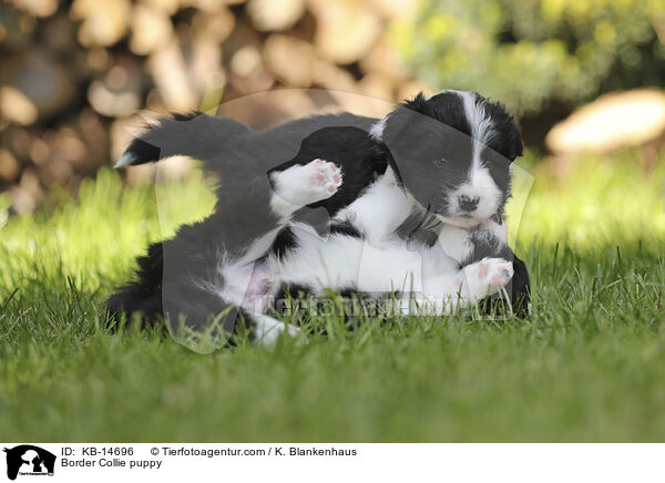 Border Collie puppy / KB-14696