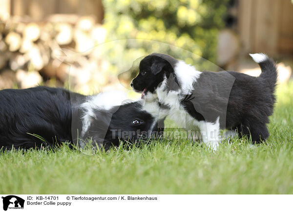 Border Collie Welpe / Border Collie puppy / KB-14701