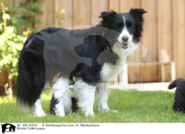 Border Collie puppy / KB-14702