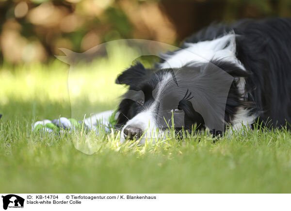 schwarz-weier Border Collie / black-white Border Collie / KB-14704