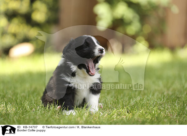 Border Collie Welpe / Border Collie puppy / KB-14707