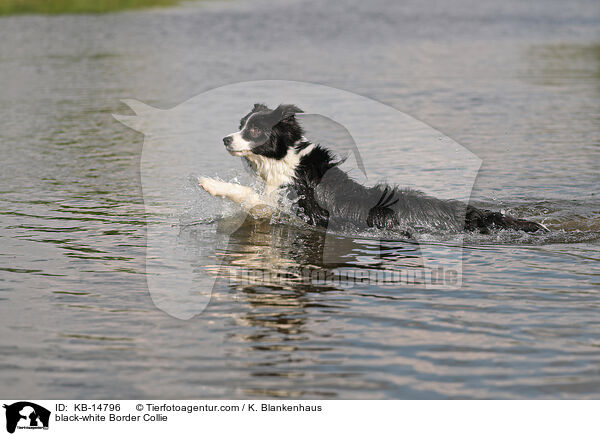 black-white Border Collie / KB-14796