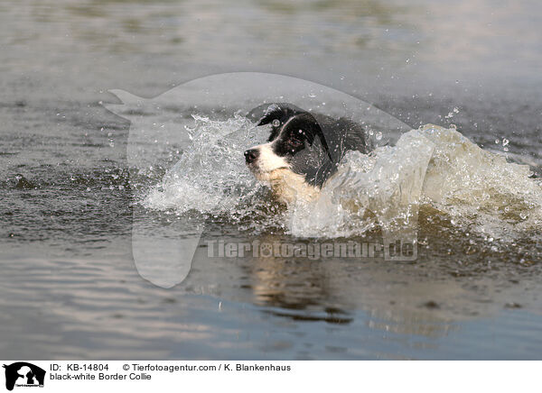 schwarz-weier Border Collie / black-white Border Collie / KB-14804