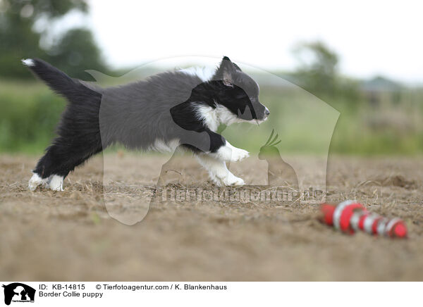 Border Collie Welpe / Border Collie puppy / KB-14815