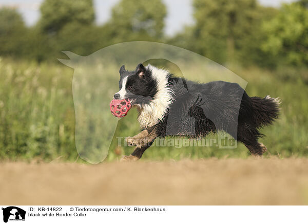 schwarz-weier Border Collie / black-white Border Collie / KB-14822