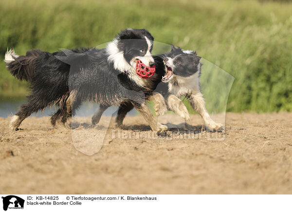 schwarz-weier Border Collie / black-white Border Collie / KB-14825