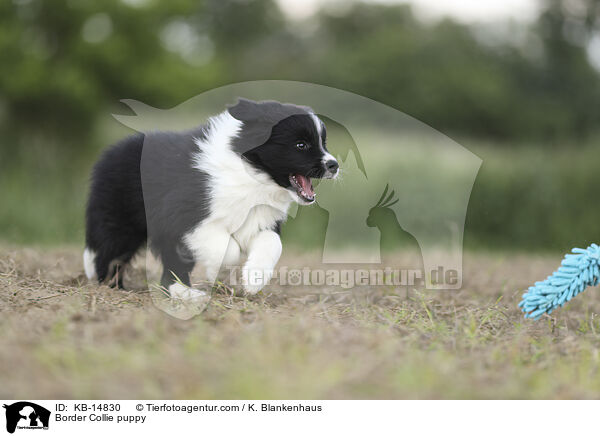 Border Collie puppy / KB-14830