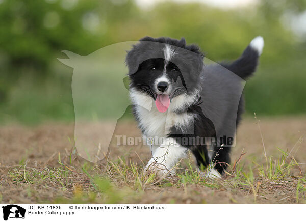 Border Collie puppy / KB-14836