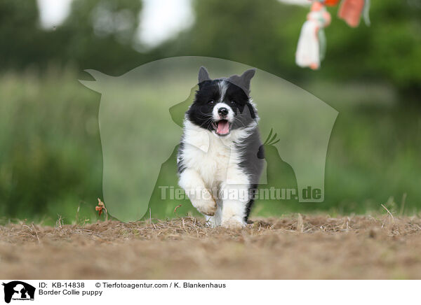 Border Collie puppy / KB-14838