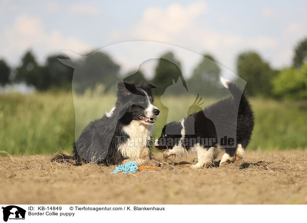 Border Collie puppy / KB-14849