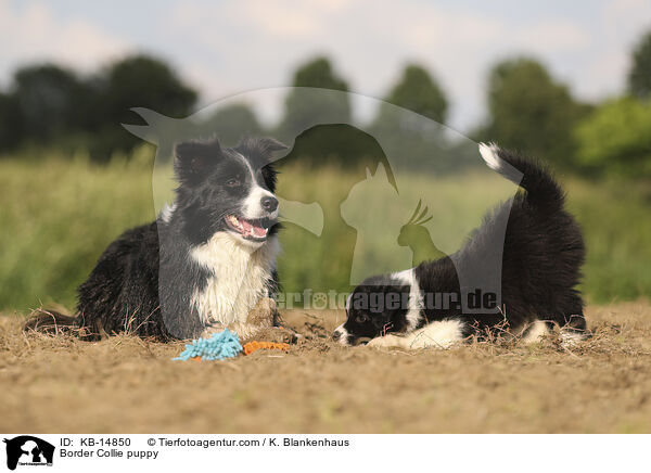 Border Collie puppy / KB-14850