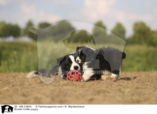 Border Collie puppy / KB-14853