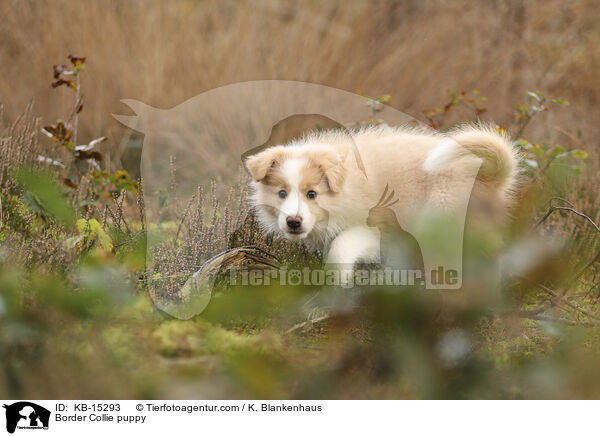 Border Collie puppy / KB-15293