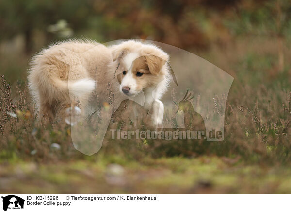 Border Collie puppy / KB-15296
