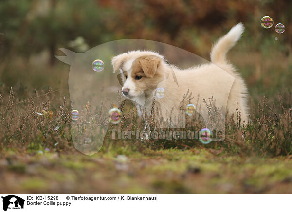 Border Collie puppy / KB-15298