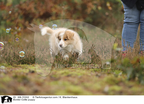 Border Collie Welpe / Border Collie puppy / KB-15302